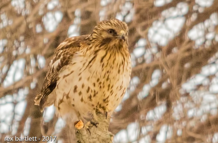 Red-shouldered Hawk (lineatus Group) - ML44666251