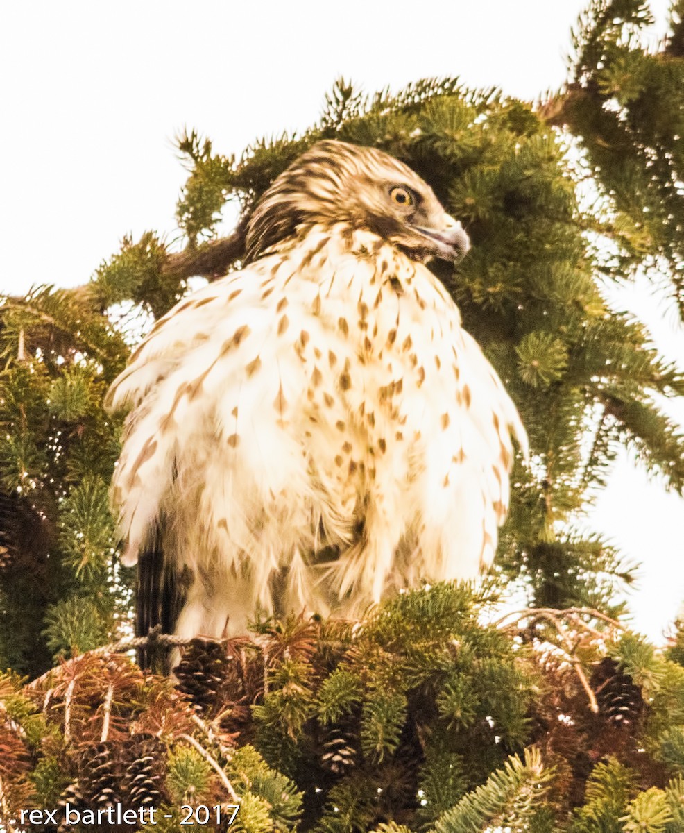 Red-shouldered Hawk (lineatus Group) - ML44666261