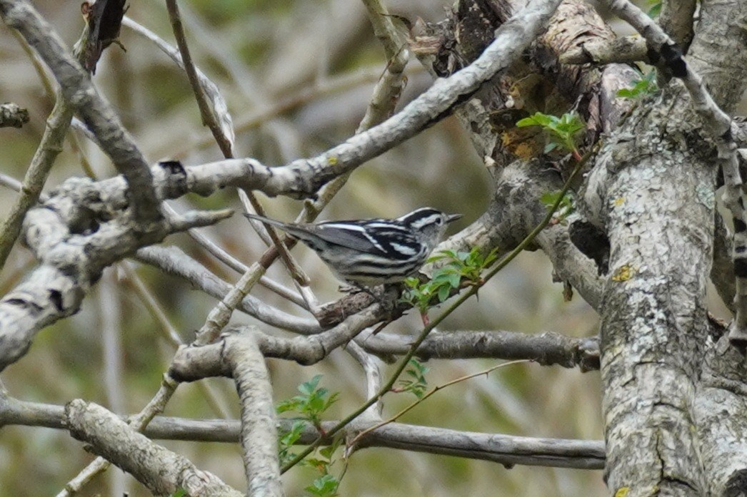 Black-and-white Warbler - ML446663621
