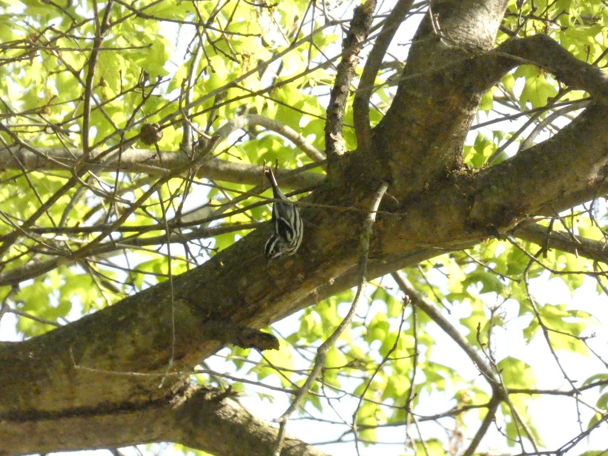 Black-and-white Warbler - ML446666161