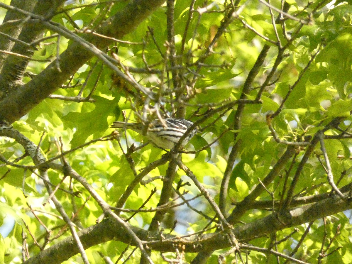Black-and-white Warbler - ML446666171