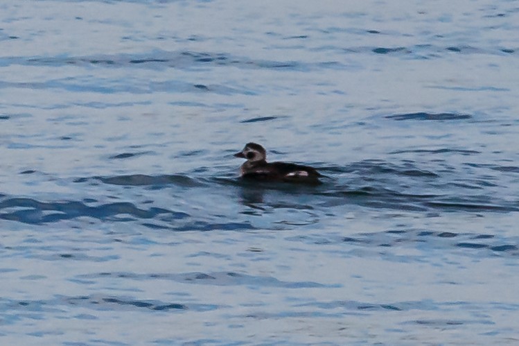 Long-tailed Duck - ML44667191