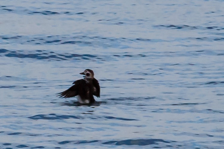 Long-tailed Duck - ML44667201