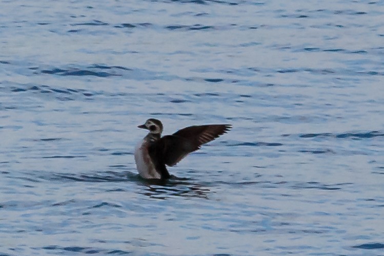 Long-tailed Duck - ML44667211