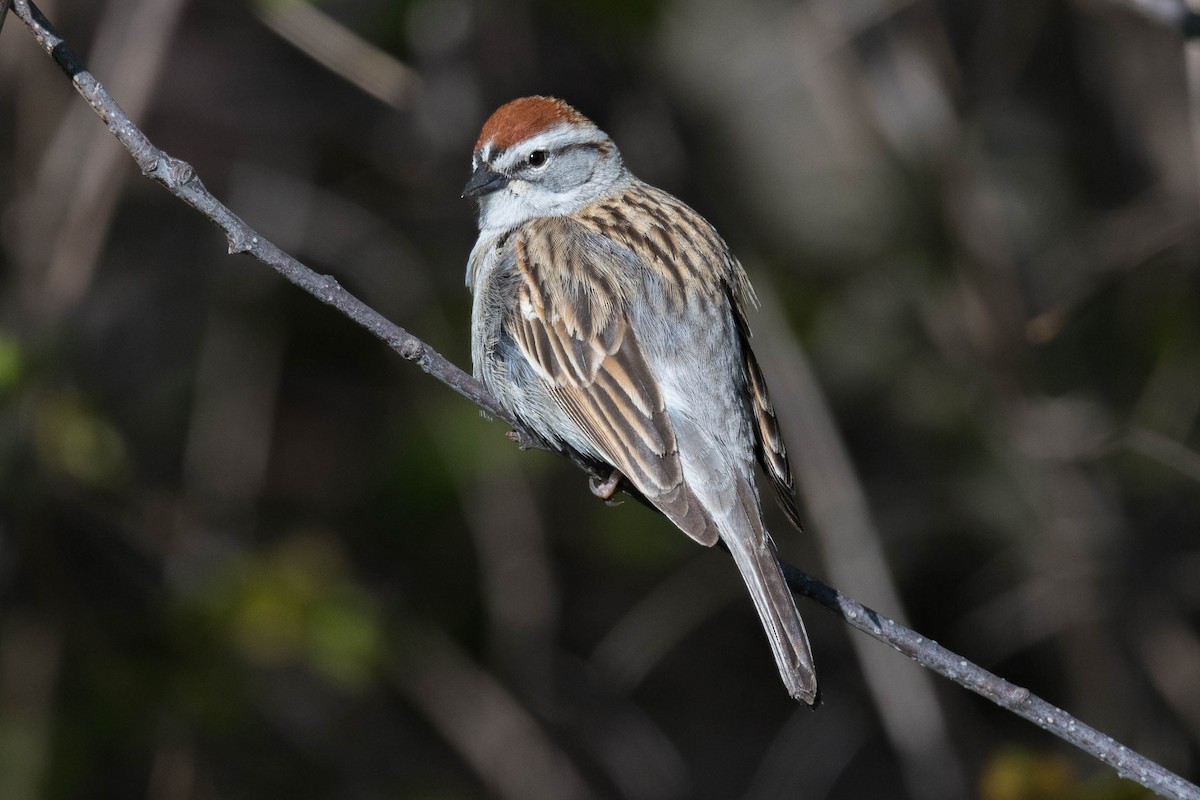 Chipping Sparrow - ML446672491