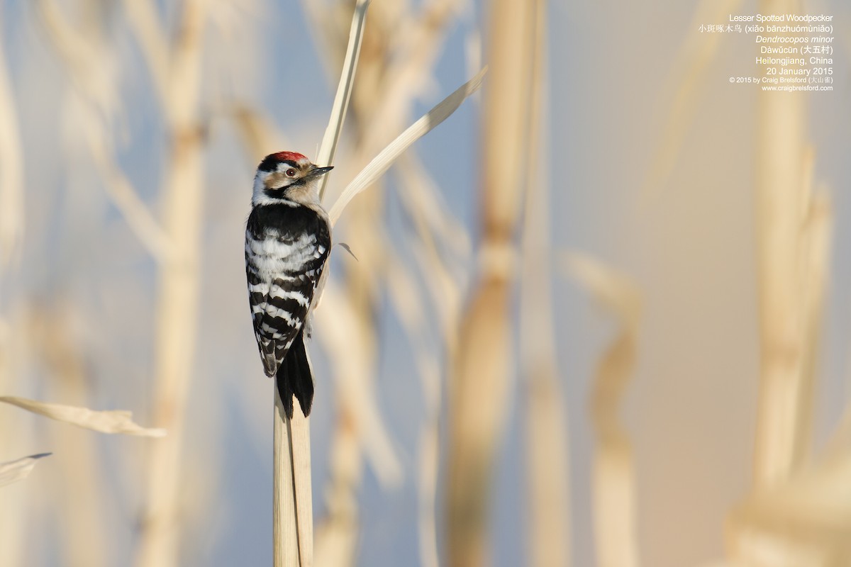 Lesser Spotted Woodpecker - Craig Brelsford
