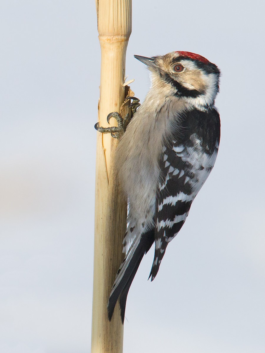 Lesser Spotted Woodpecker - ML44667341