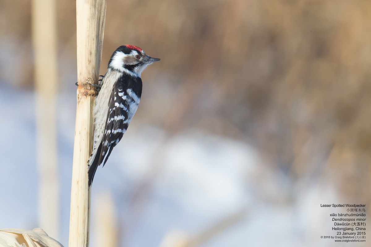 Lesser Spotted Woodpecker - ML44667731