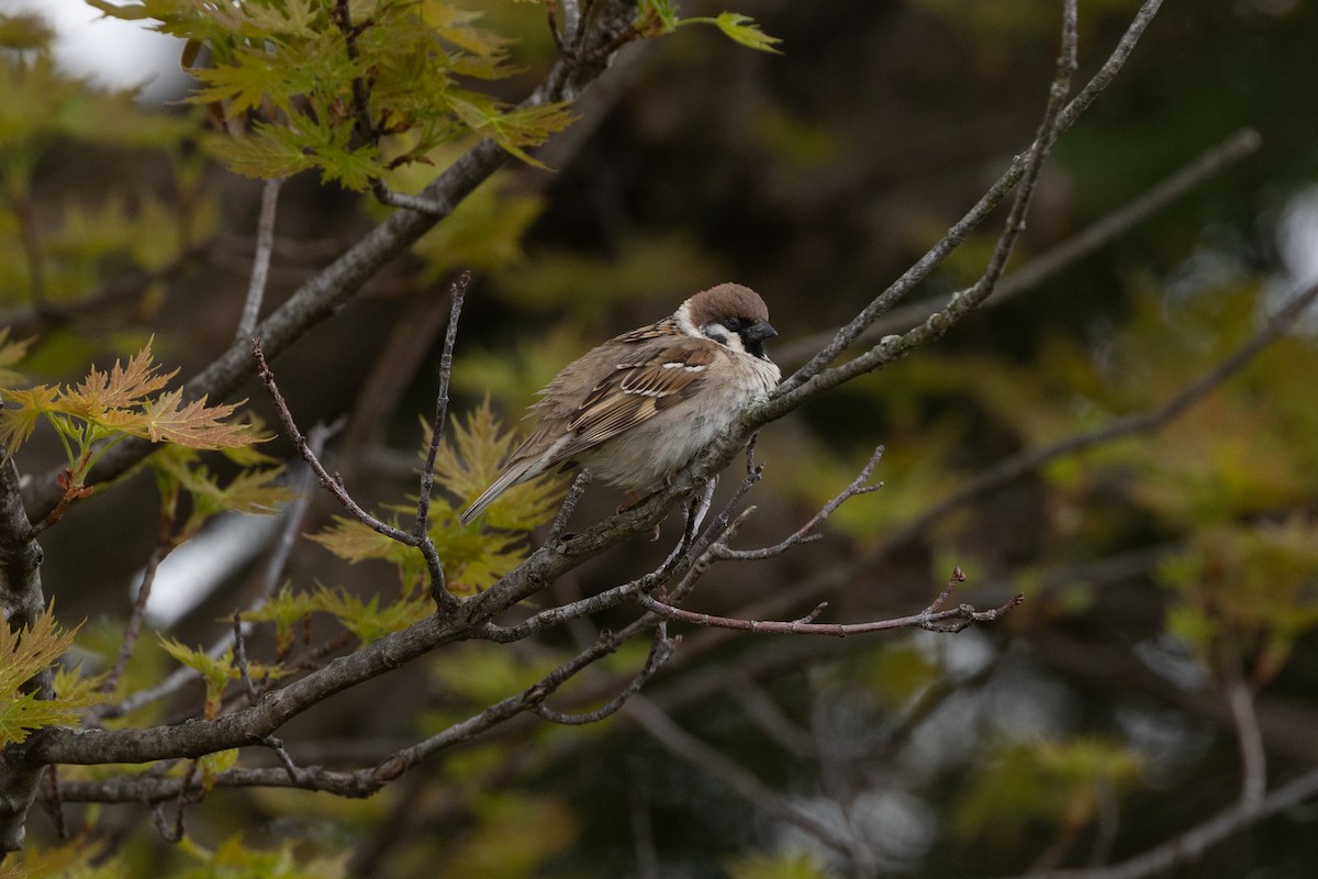 Eurasian Tree Sparrow - ML446679171