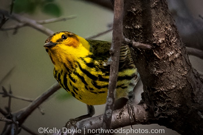 Cape May Warbler - ML446682261