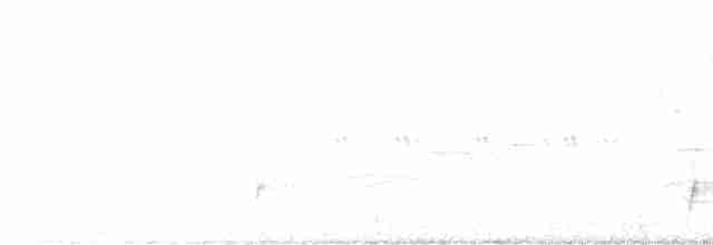 Дрізд-короткодзьоб Cвенсона - ML446683291