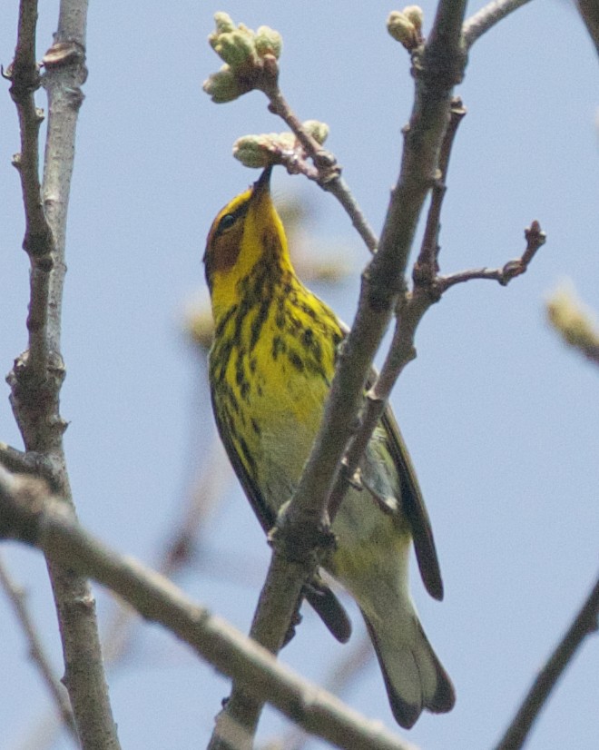 Cape May Warbler - ML446685671