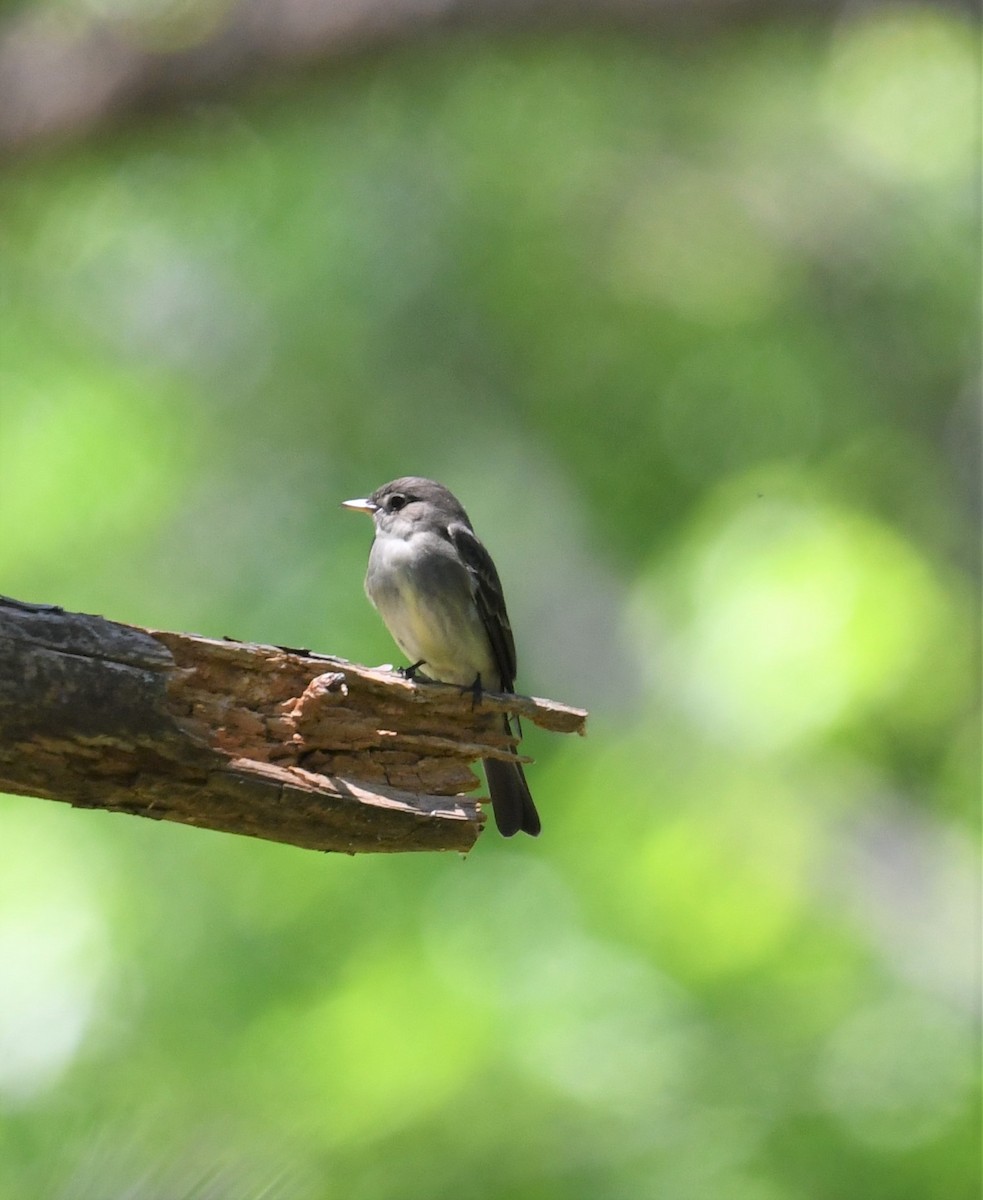 Eastern Wood-Pewee - Cindy Stacy