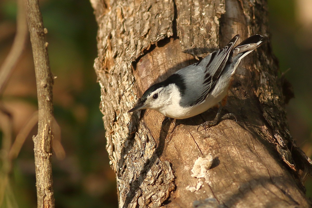 White-breasted Nuthatch - ML446687751