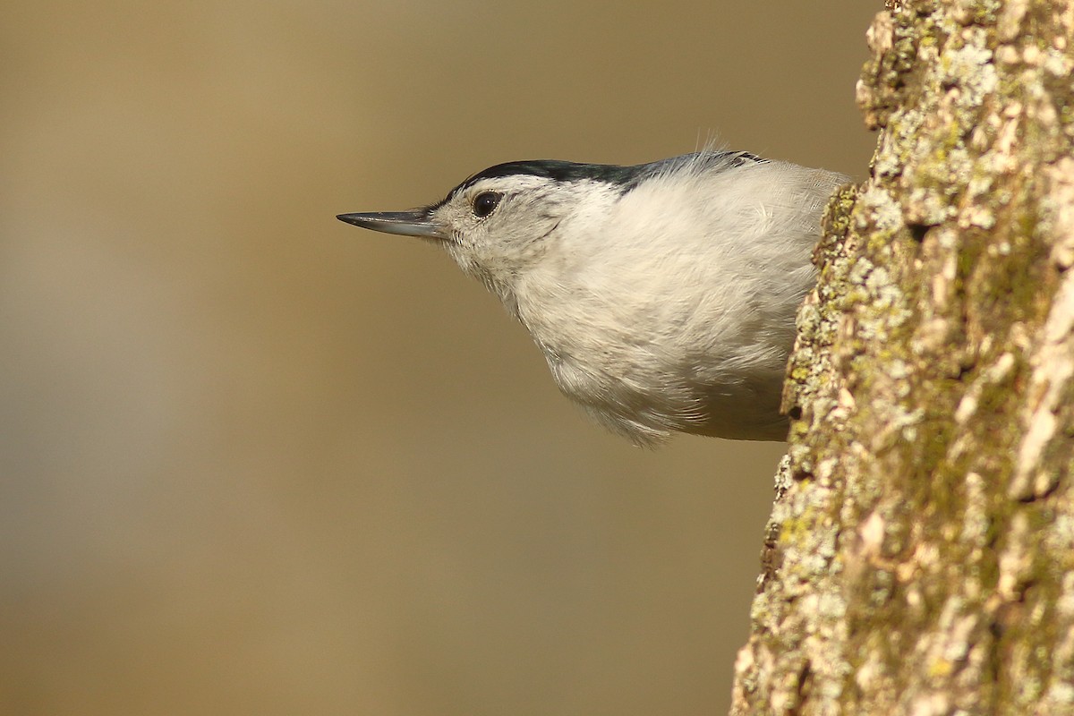 White-breasted Nuthatch - ML446687761