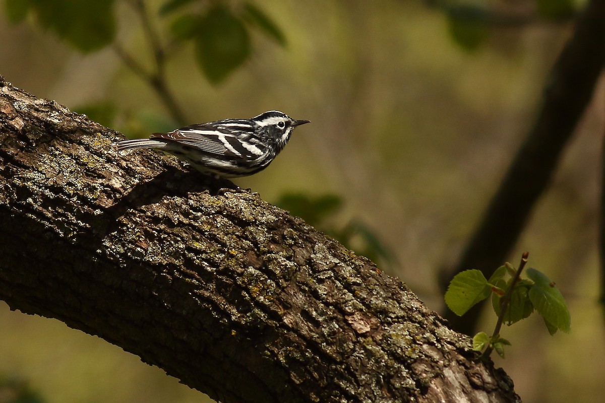 Black-and-white Warbler - ML446688561