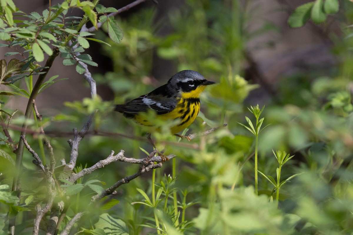 Magnolia Warbler - Richard and Marie  Ary