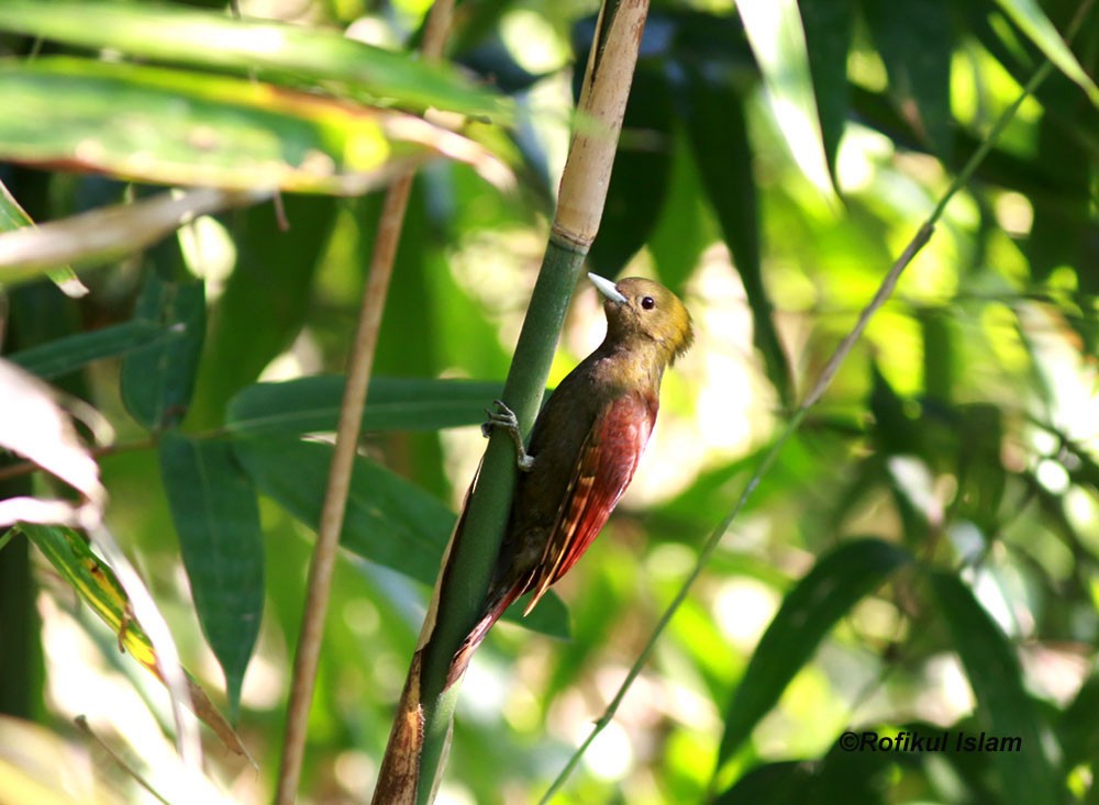 Pale-headed Woodpecker - ML44669241
