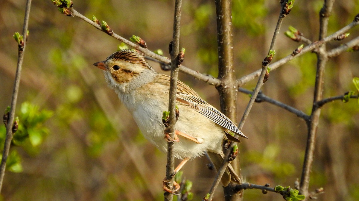 Clay-colored Sparrow - ML446692511