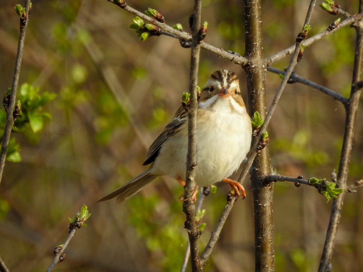 Clay-colored Sparrow - ML446692521