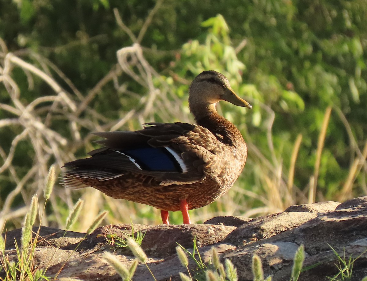 Mexican Duck - ML446694621