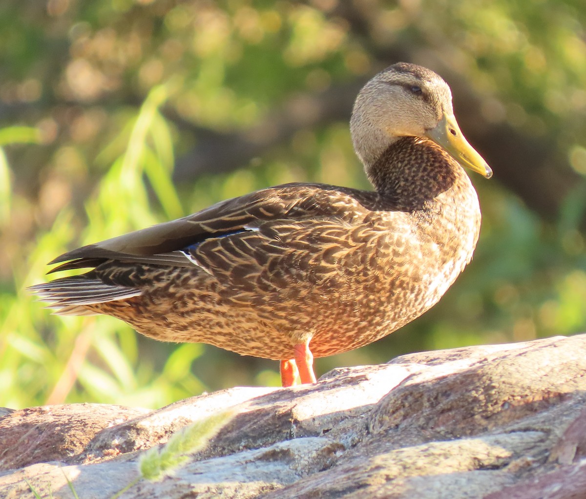 Mexican Duck - ML446695631