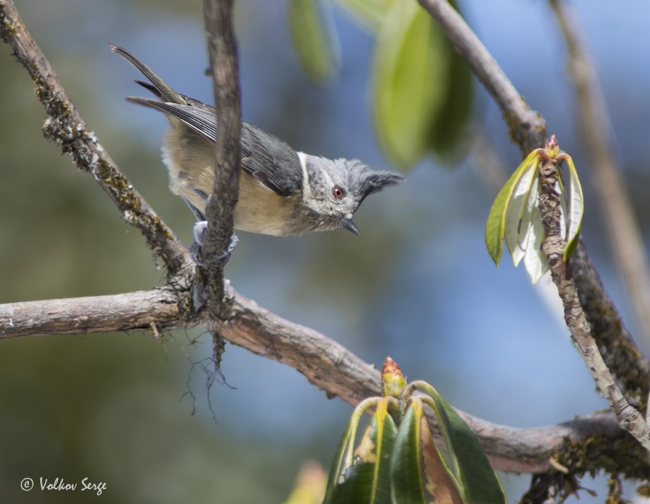 Gray-crested Tit - ML446697551