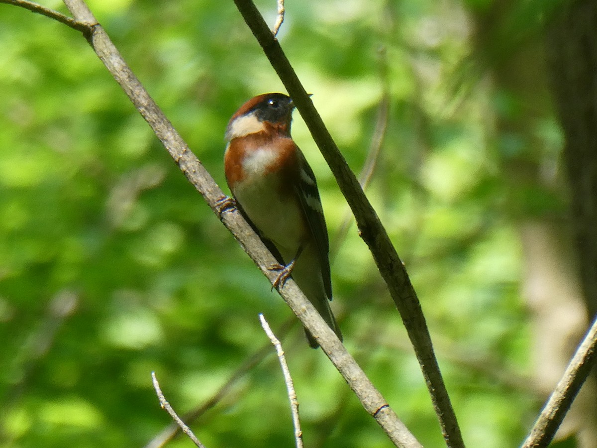 Bay-breasted Warbler - ML446697891