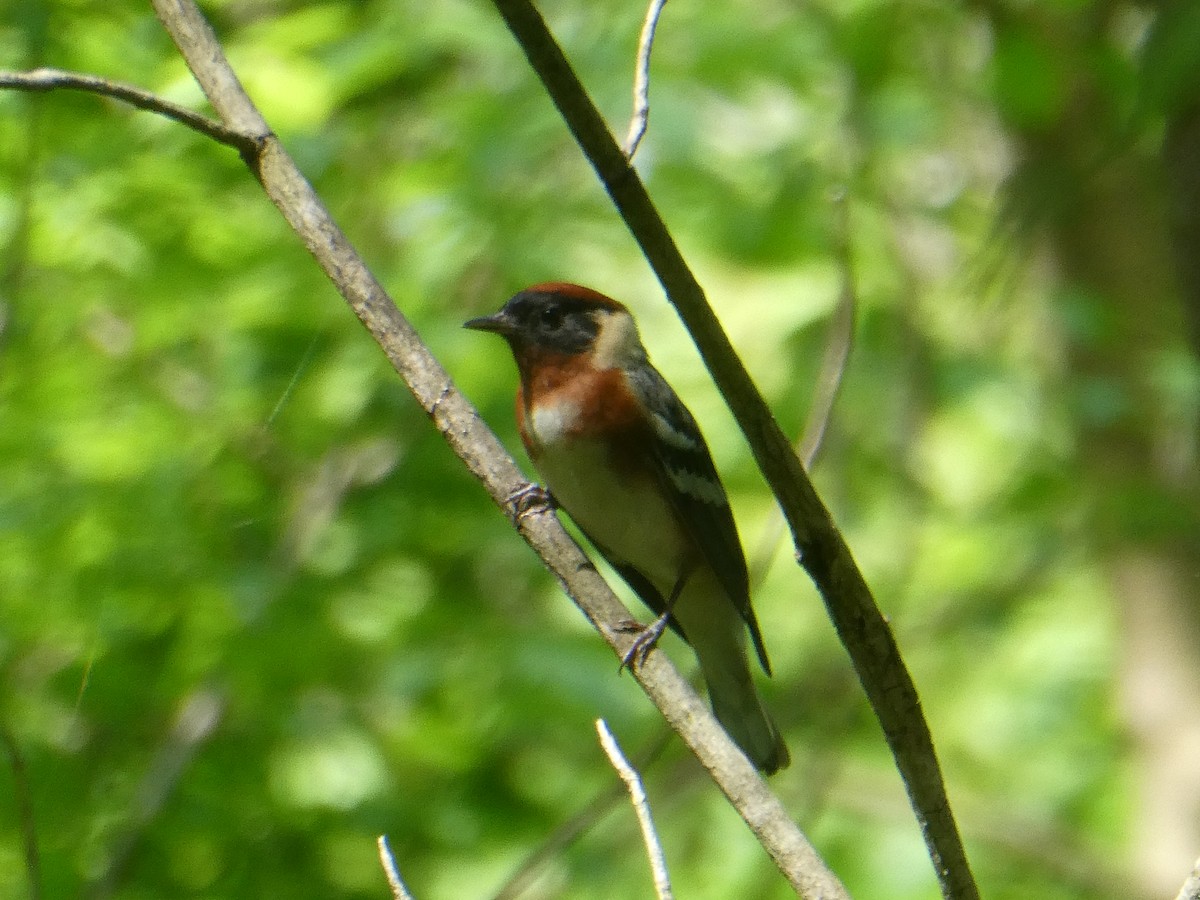 Bay-breasted Warbler - ML446698051