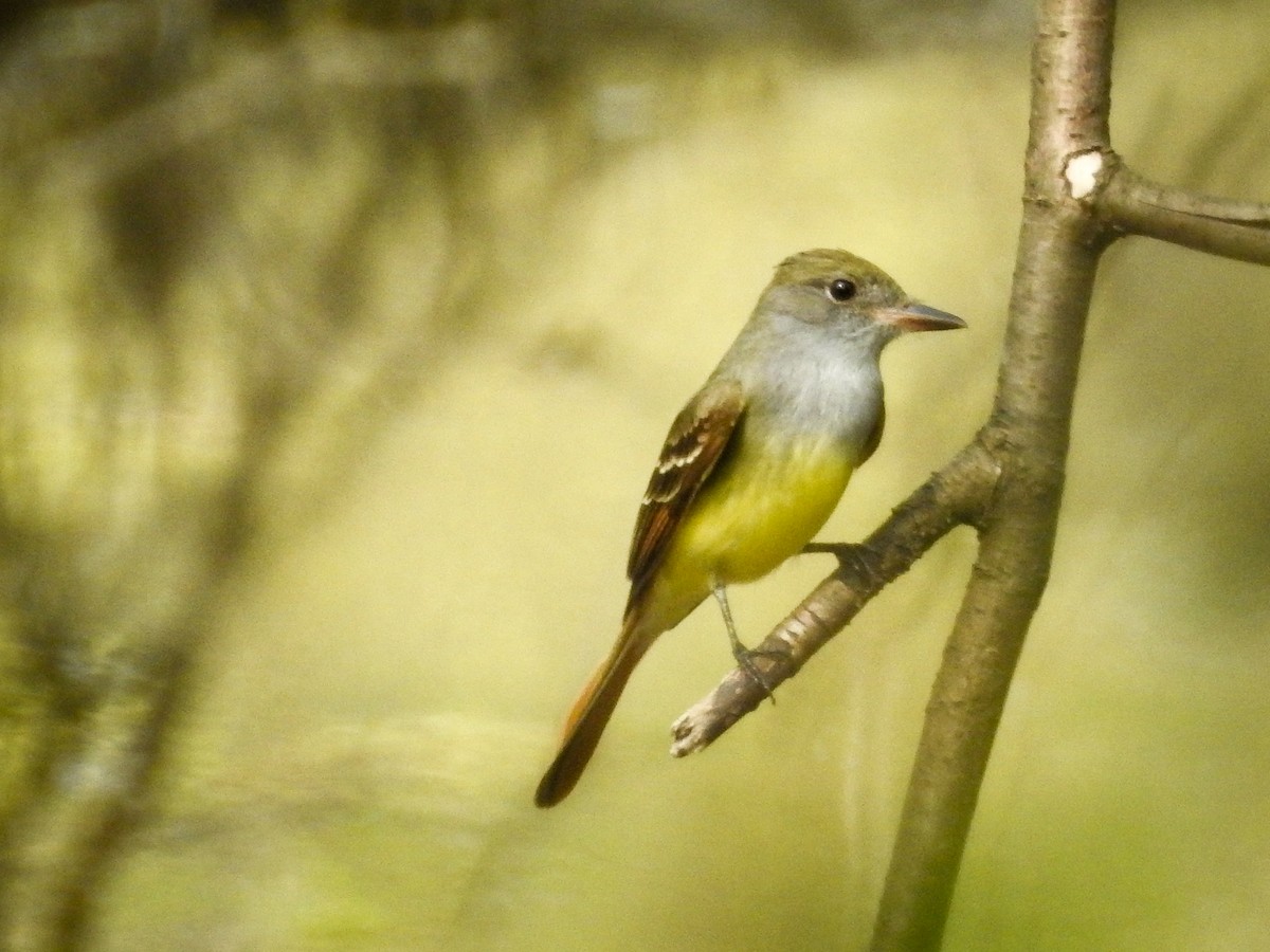 Great Crested Flycatcher - ML446698271