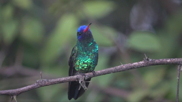 kolibřík modrohlavý - ML446701061