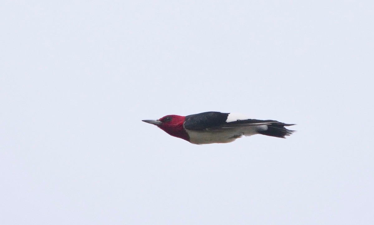 Red-headed Woodpecker - Gautam Apte