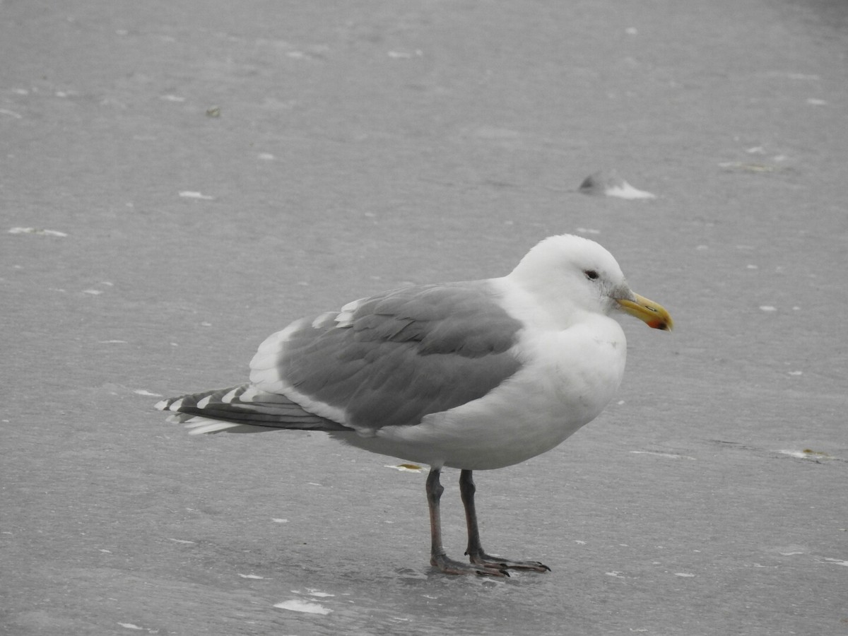Western x Glaucous-winged Gull (hybrid) - Anonymous