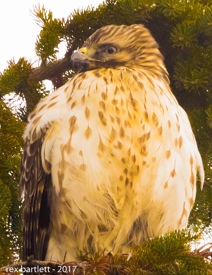 Red-shouldered Hawk (lineatus Group) - ML44670361