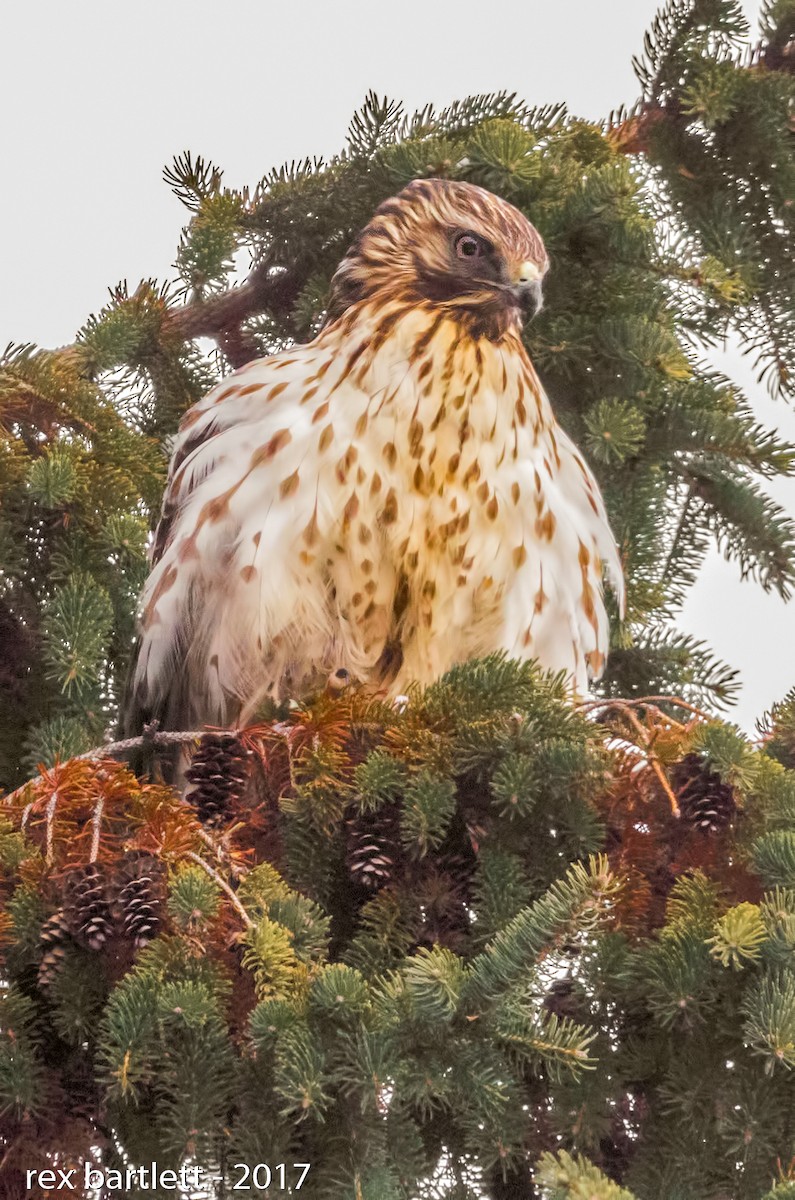 Red-shouldered Hawk (lineatus Group) - Rex Bartlett