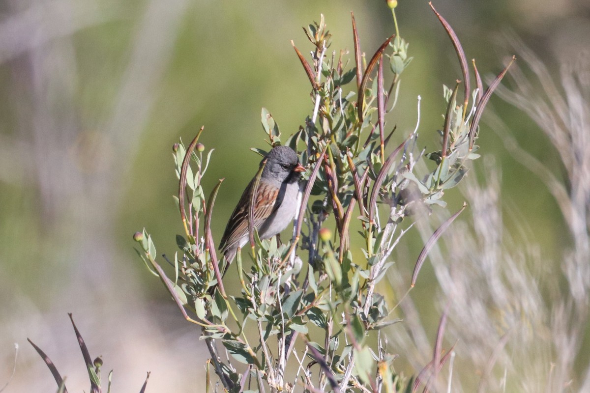 Black-chinned Sparrow - ML446714881