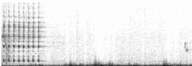 Band-bellied Crake - ML44671641