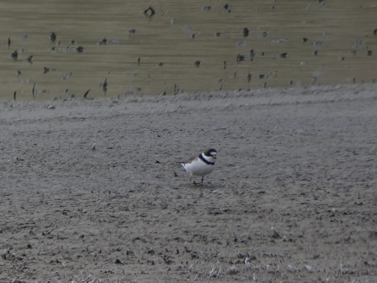 Semipalmated Plover - ML446717061