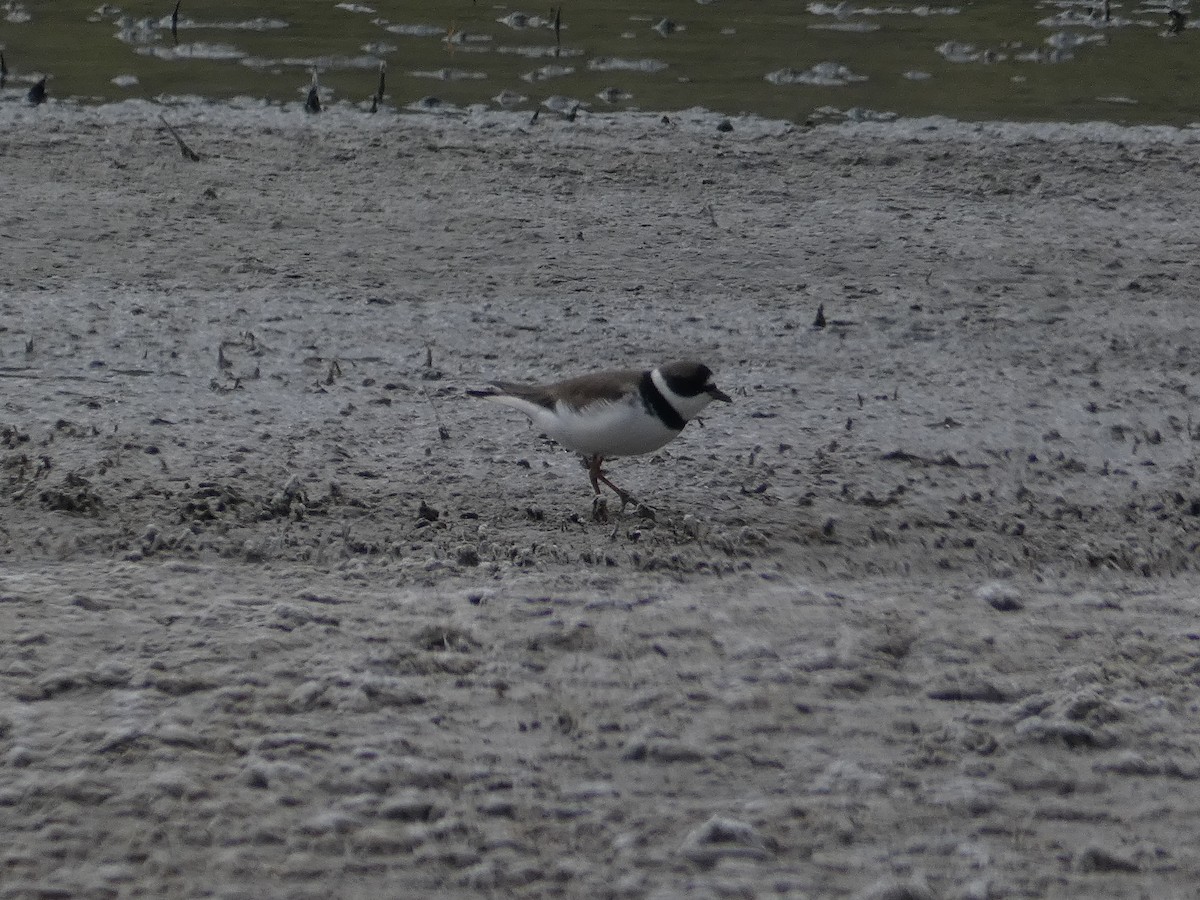 Semipalmated Plover - ML446717121