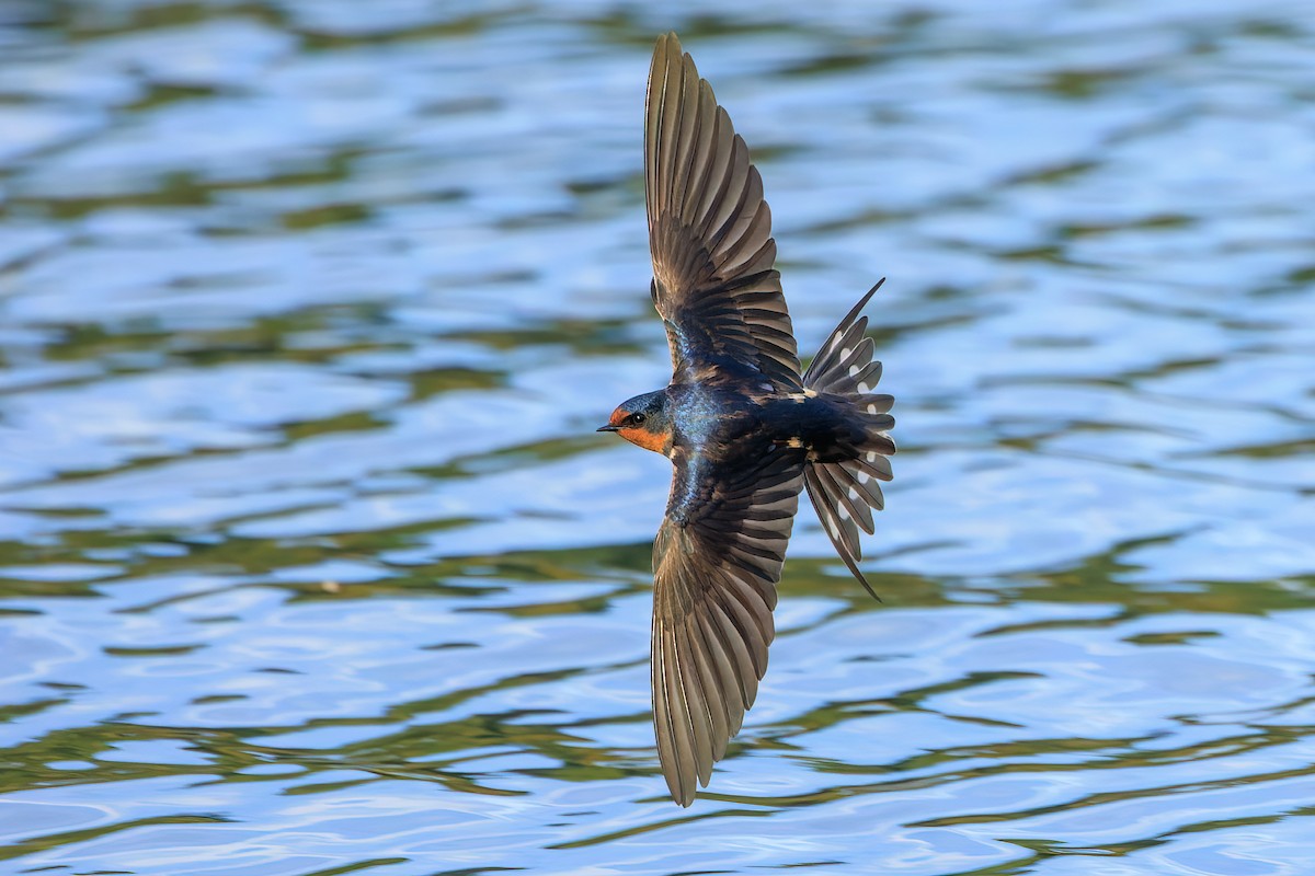 Barn Swallow (American) - ML446724901