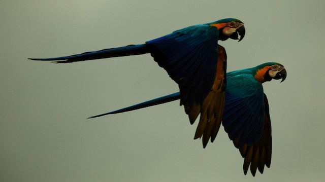 Kemry Macaw Parrot with Yellow and Blue Feathers on Canvas Photograph Ebern Designs Size: 8 H x 12 W x 1.25 D