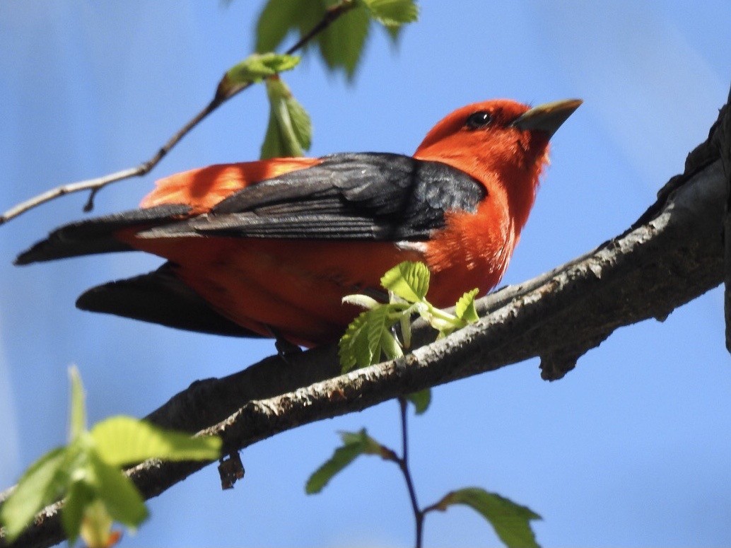 Scarlet Tanager - ML446735801