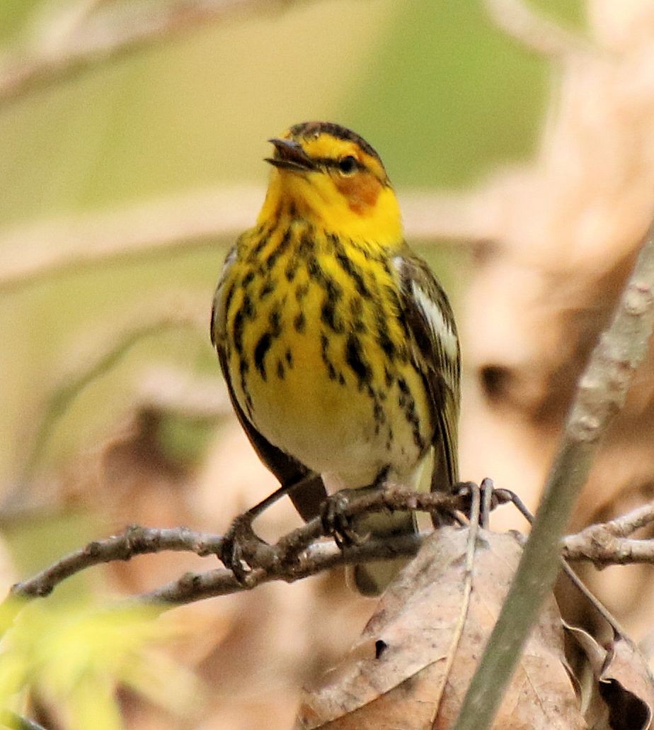 Cape May Warbler - ML446737841