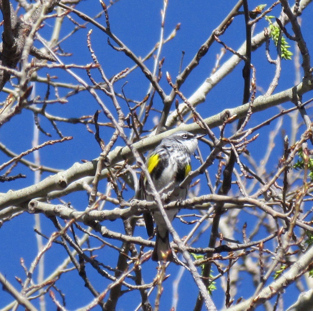 Yellow-rumped Warbler (Myrtle) - ML446742821