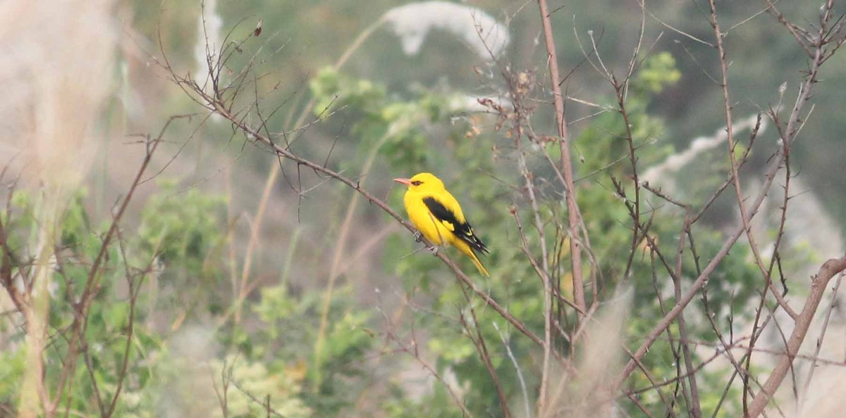 Indian Golden Oriole - ML44674491