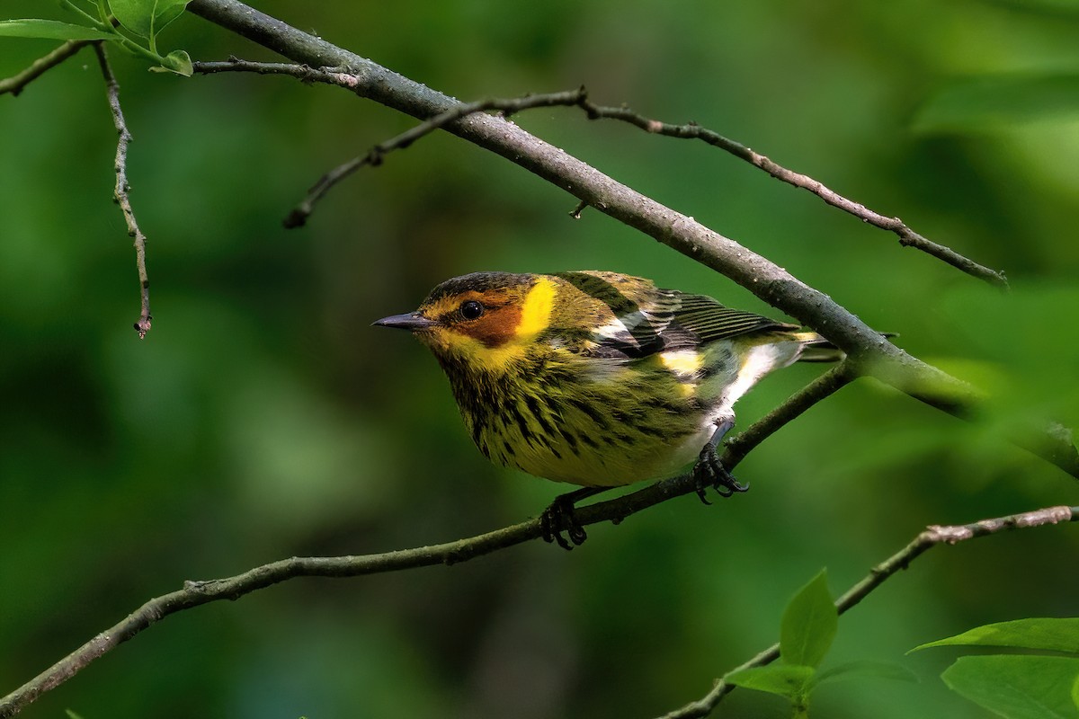 Cape May Warbler - Alicia Ambers