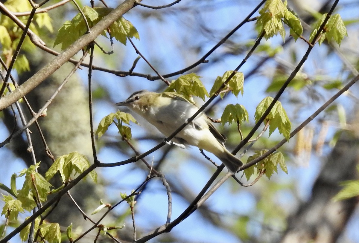 Red-eyed Vireo - Barb Stone