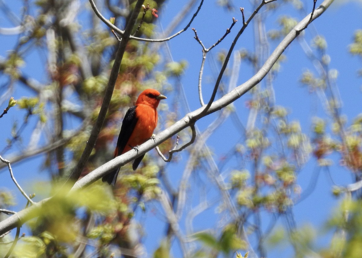 Scarlet Tanager - ML446756841