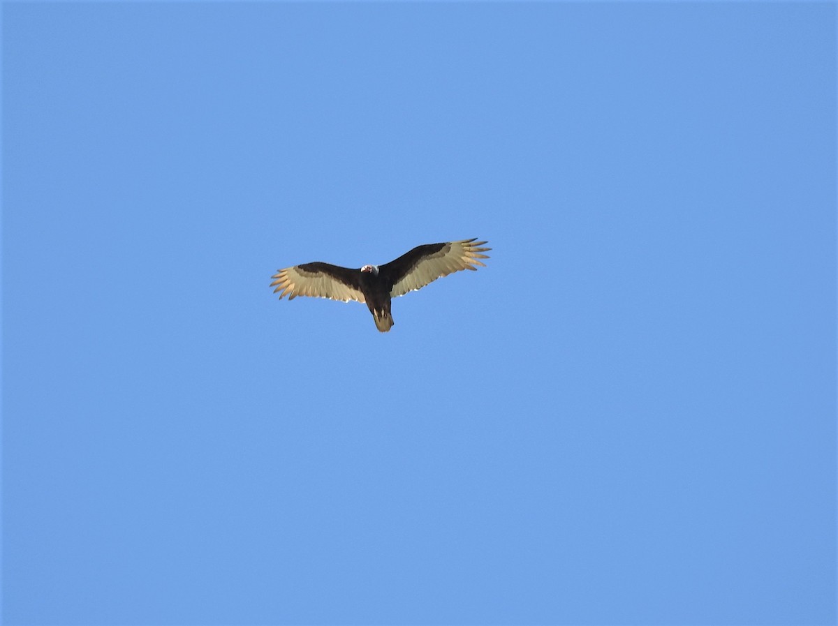 Turkey Vulture - ML446759351