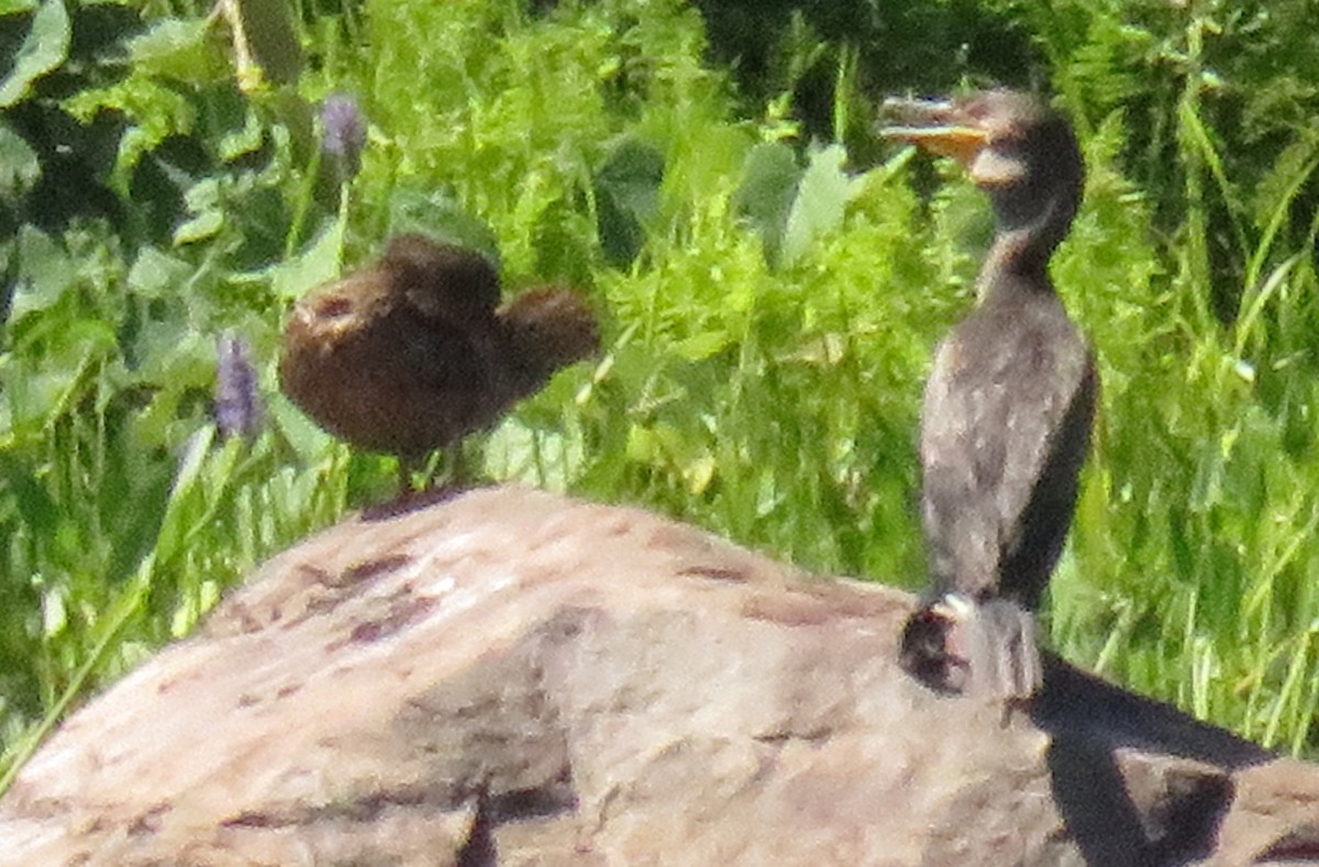 Double-crested Cormorant - ML44675941